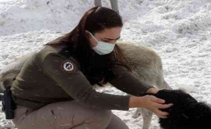 Zigana'nın terk edilmiş köpekleri polis korumasında