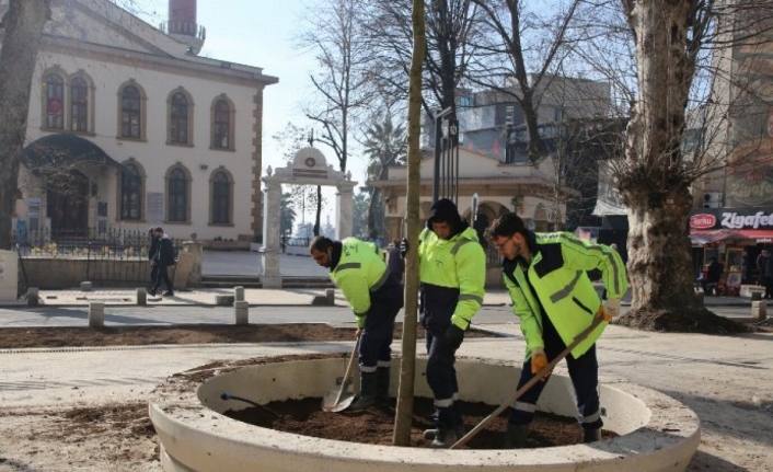 Kocaeli'nde asırlık çınarlara yenileri ekleniyor