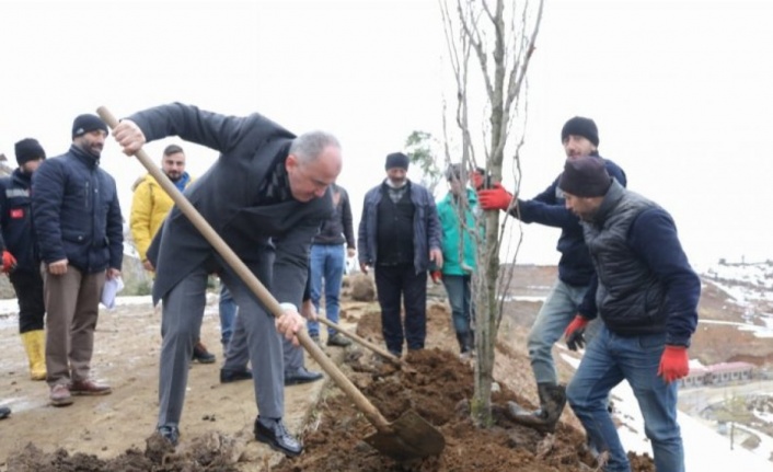 Rize Belediyesi binlerce ağacı toprakla buluşturuyor 