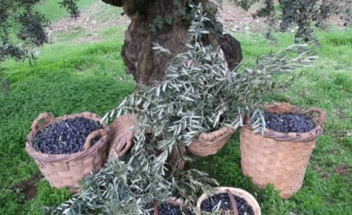 Bursa'nın zeytin tarlaları maden mi olacak?