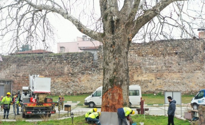 Bursa’nın çınarları koruma altında