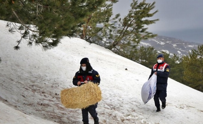 Elazığ'da jandarma yaban hayvanları aç bırakmıyor