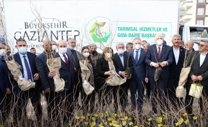 Gaziantep'te Oğuzeli çiftçisine fidan dağıtıldı 