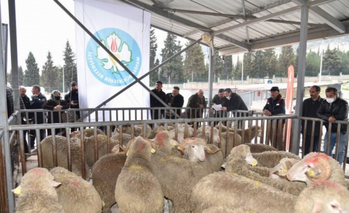 Manisa Büyükşehir’den hayvan üreticisine büyük destek