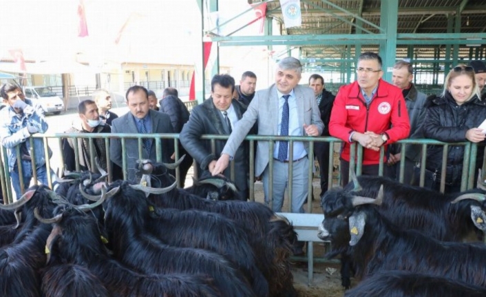 Manisa'da üreticilerin sürü kalitesi artacak 