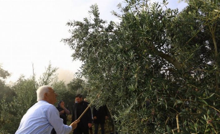 Muğla zeytinliklerin korunması için hukuki mücadele başlatıyor