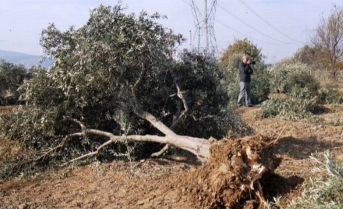 "Zeytin ağaçları kesilmeyecek, taşınacak"