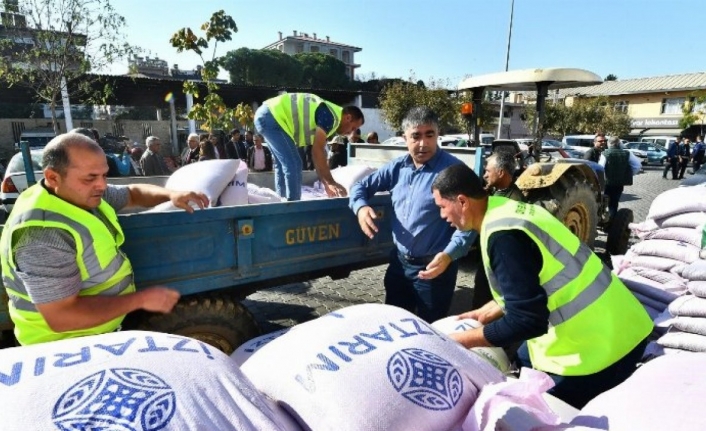 Ata tohumu karakılçık buğdayı Ege'de yeniden canlanıyor