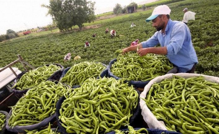 Bursa Yenişehirli çiftçinin yüzü gülüyor