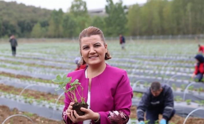 Kocaeli İzmit'te 'Çilek Köy' hamlesi