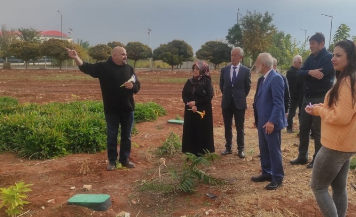 Dünyanın en değerli baharatı Şanlıurfa’ya yeniden kazandırıldı