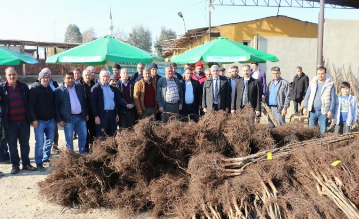 Manisa'da üreticilere Büyükşehir'den meyve fidanı katkısı