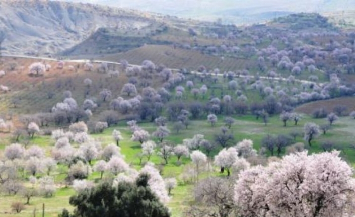 Mardin’de 48 endemik bitki var