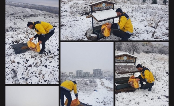 Nevşehir Belediyesi'nden can dostlara yakın ilgi