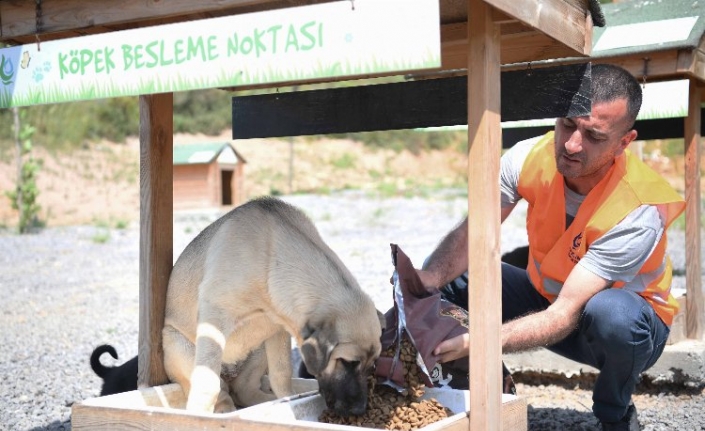 Sokak hayvanlarına 12 ton mama dağıtıldı