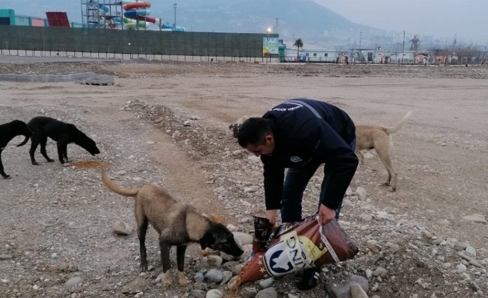 Manisa afet bölgesindeki can dostlarını unutmadı