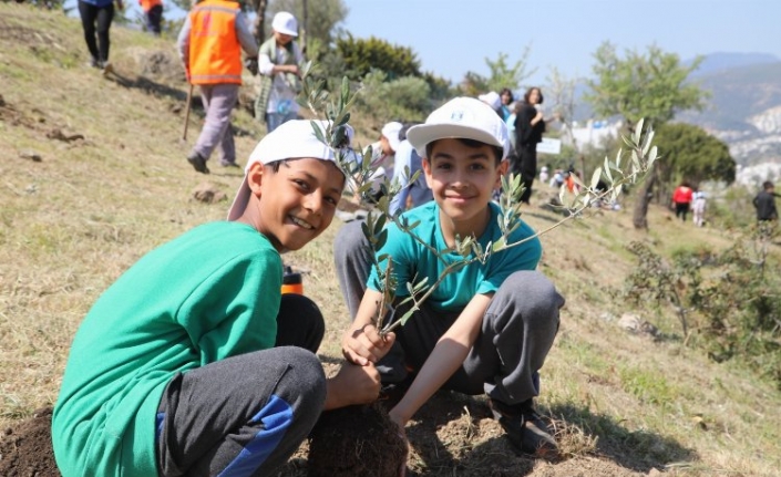 Bodrum'da zeytin fidanları toprakla buluştu