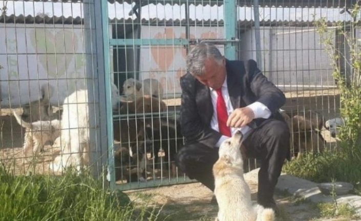 İpsala Sokak köpeklerine sahip çıkacak