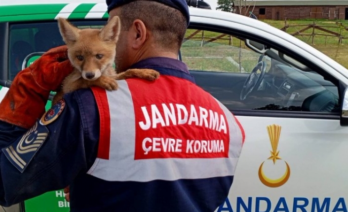 Jandarma, ailesinden ayrı yavru tilkiyi  doğaya kavuşturdu