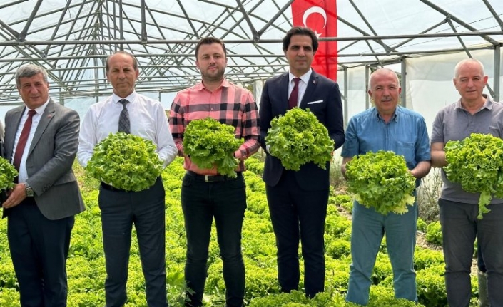 Keşan'da TOBB Proje Okulu'nda marul hasadı