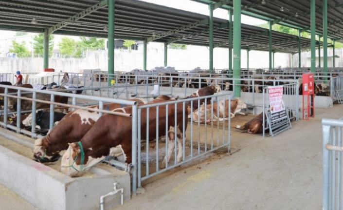 Kocaeli'de kurban satışı için ön kayıtlar başladı