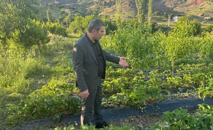 Sason Belediye Başkanı Demir, dolu yağışının vurduğu Çilek tarlalarını gezdi