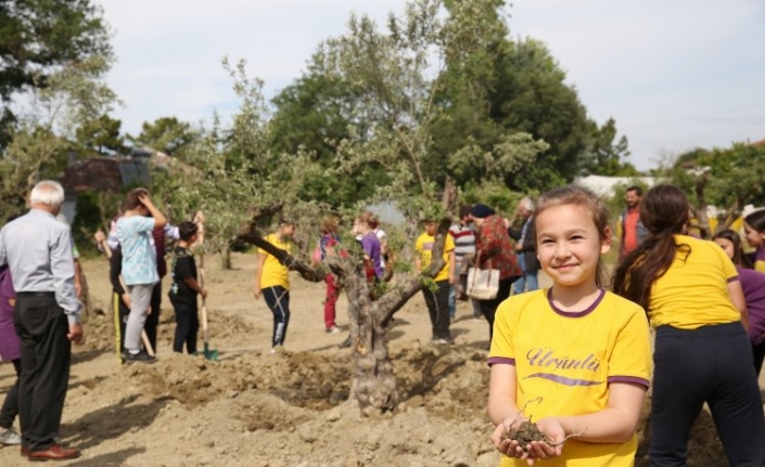 Zeytin ağaçları yeni yerine taşındı 