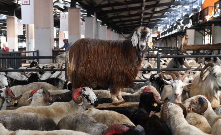 Bursa Osmangazi’de kurban kesim noktaları belli oldu