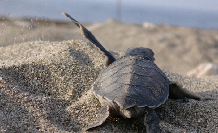 Caretta Caretta’lara hayat oluyorlar