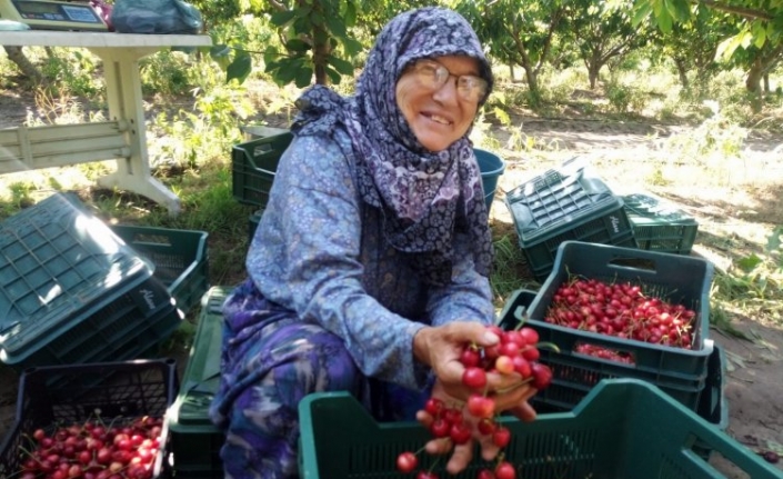 Çeribaşı Kiraz Hasat Şenliği bugün yapılacak