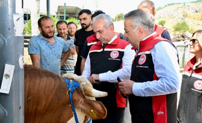 İzmir hayvan pazarları Kurban Bayramı'na hazır