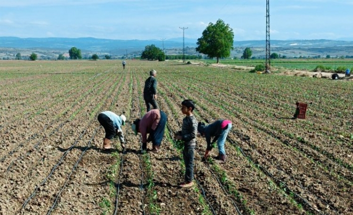 Tarım işçisi çocuklar için acil çözümler üretilmeli