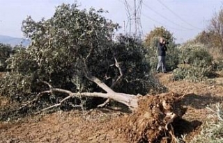 "Zeytin ağaçları kesilmeyecek, taşınacak"