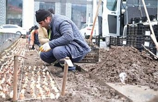 Kütahya kış bitkileriyle renklendi