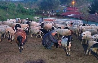 Çalışanlarına koç hediye etti