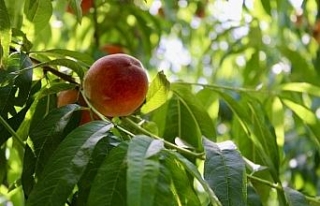 İzmir’den dünyaya şeftali